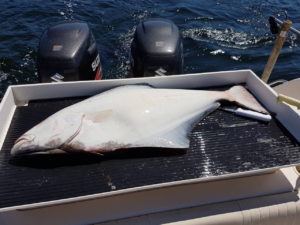 35lb-halibut-dinner-wild-pacific-charters-ucluelet-bc