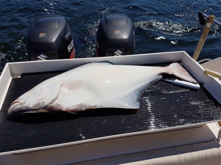 Halibut are here... my 35 lb hali for dinner Wild Pacific Charters