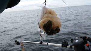 halibut-fishing-by-catch-pair-nuts