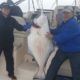 hanging-halibut-wild-pacific-charters-ucluelet-bc