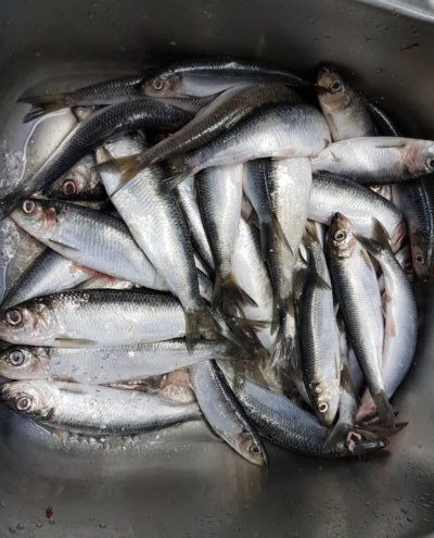 herring-for-pickling