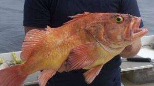 yelloweye-rock-fish